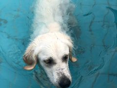 -趣玩宠物乐园寄养训犬训狗游泳池