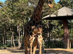 -清迈夜间动物园