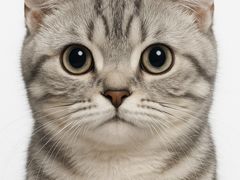 -纳吉亚猫专科动物医院·北北分院