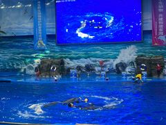 -多彩贵州城极地海洋世界