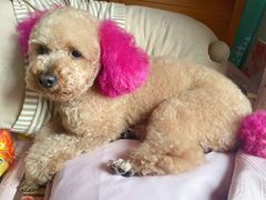 -优缇多格专业宠物美容师培训学校