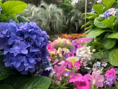 -深圳仙湖植物园