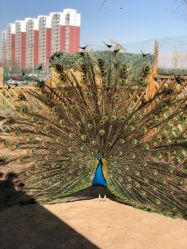 -萌宠亲子动物乐园(槐房万达店)