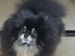 -百好乐宠物友好餐厅(朝外大街店)