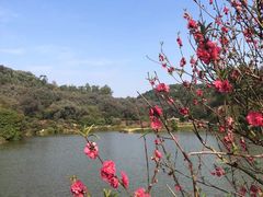 -南国桃园旅游度假区