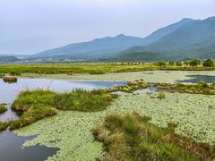 -腾冲北海湿地