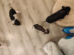 -浣熊柯尔鸭土拨鼠·电玩咖