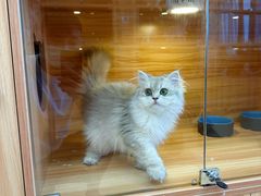 -猫十亿·布偶金渐层·曼基康矮脚猫舍(青年路店)