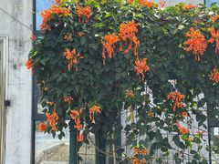 -东莞植物园