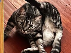 -陈麻婆豆腐(旗舰店)