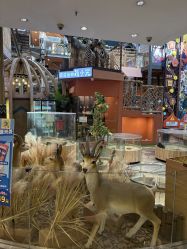 -卡通尼·Safari非洲探索乐园·生日会(金桥国际商业广场店)