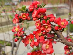 -海棠花溪(元大都城垣遗址公园)