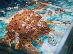 -甄御•海鲜新青岛菜(麦岛店)