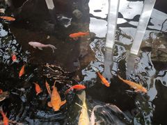 -上海大自然野生昆虫馆(东方明珠·爬宠昆虫探索中心)