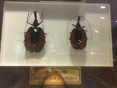 -上海昆虫博物馆