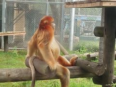 -西安秦岭野生动物园