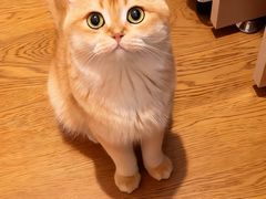 -欣宠猫屋·矮脚拿破仑·蓝金金渐层