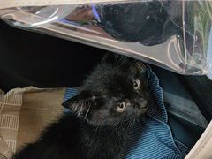 -北京观赏动物医院·24小时大型综合·猫专科·异宠专科