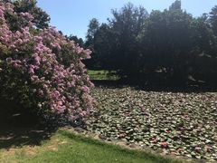 -墨尔本皇家植物园