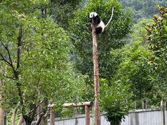 -卧龙中华大熊猫苑神树坪基地