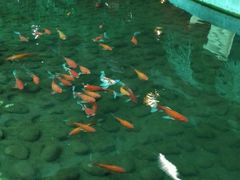 -红栌温泉山庄生态美食餐厅