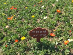 -鹅湖玫瑰文化园