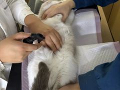 -瑞派蒂凯宠物医院·免疫点·宠保定点