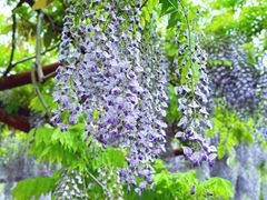 -嘉定紫藤园