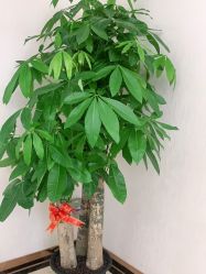 -苗院长皮肤管理中心