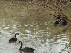 -溱湖国家湿地公园