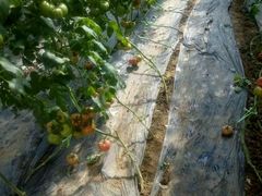 -兰陵国家农业公园