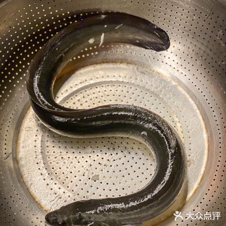 吃正宗四川火锅就认准葫芦娃🌟🌟🌟