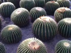 -深圳仙湖植物园