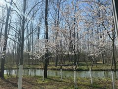 -合肥滨湖国家森林公园