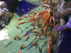 -重庆欢乐海底世界
