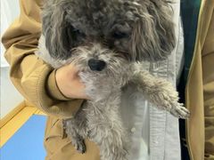 -天使宠物医院·犬猫分诊(彩虹店)