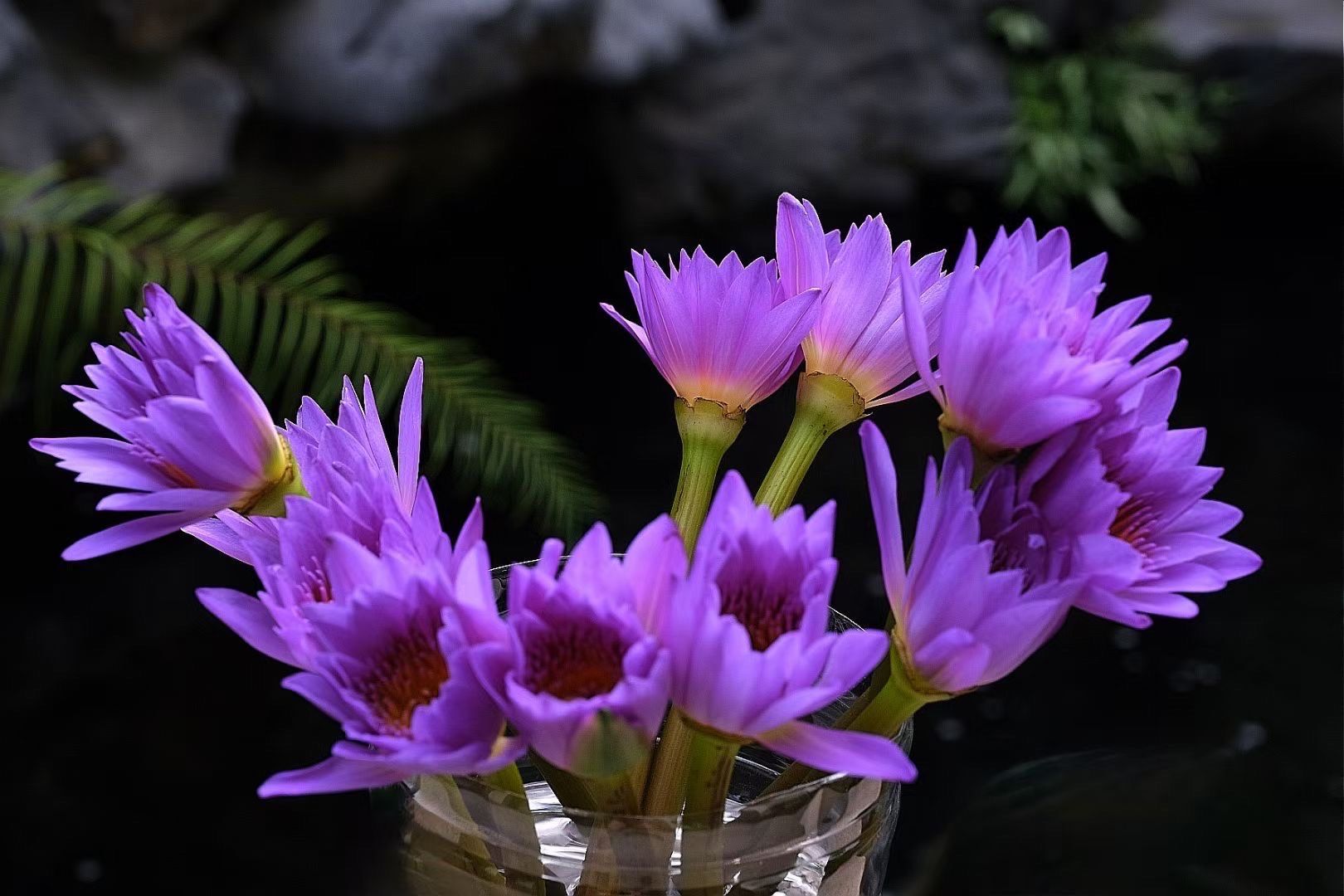 视频 冬日赏莲好运“莲莲”！