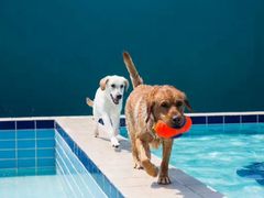 -趣玩宠物乐园寄养训犬训狗游泳池