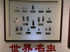 android_upload_pic-上海昆虫博物馆