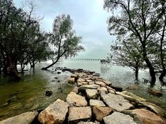 -宝安西湾红树林湿地公园