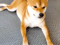 -柴源莊·柴小宠柴犬咖啡