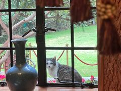 餐厅窗口-马勒别墅饭店(静安寺店)