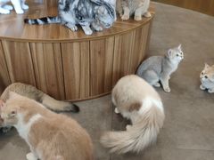 -飞行喵MR PILOT|猫舍·猫咖(静安大融城店)