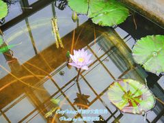 -北京植物园-展览温室