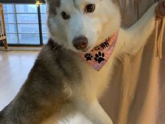 -Husky Go! 哈士奇体验馆·宠物咖啡厅狗咖