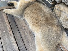 -喵屿·大理花园猫咖