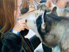 -Husky Go! 哈士奇体验馆·宠物咖啡厅狗咖