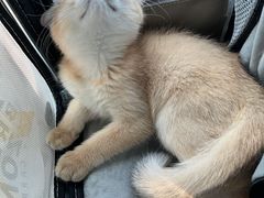 -喵zoo家庭繁育猫舍(尖东智能花园店)