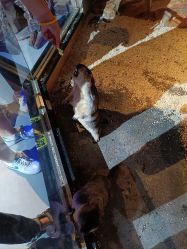 点击看大图 -未来动物城动物主题公园(大悦城店)
