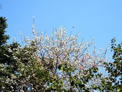 -广州市白云山风景名胜区